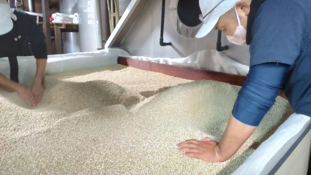 霧島町蒸留所の新年最初は、麦焼酎の仕込みをしています。写真は麦麹づくりの様子です。（１月13日）