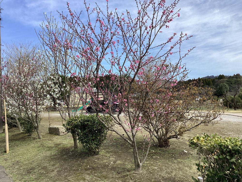 明るい農村のにこにこ広場では桃の花が咲き始めました。（3月2日）