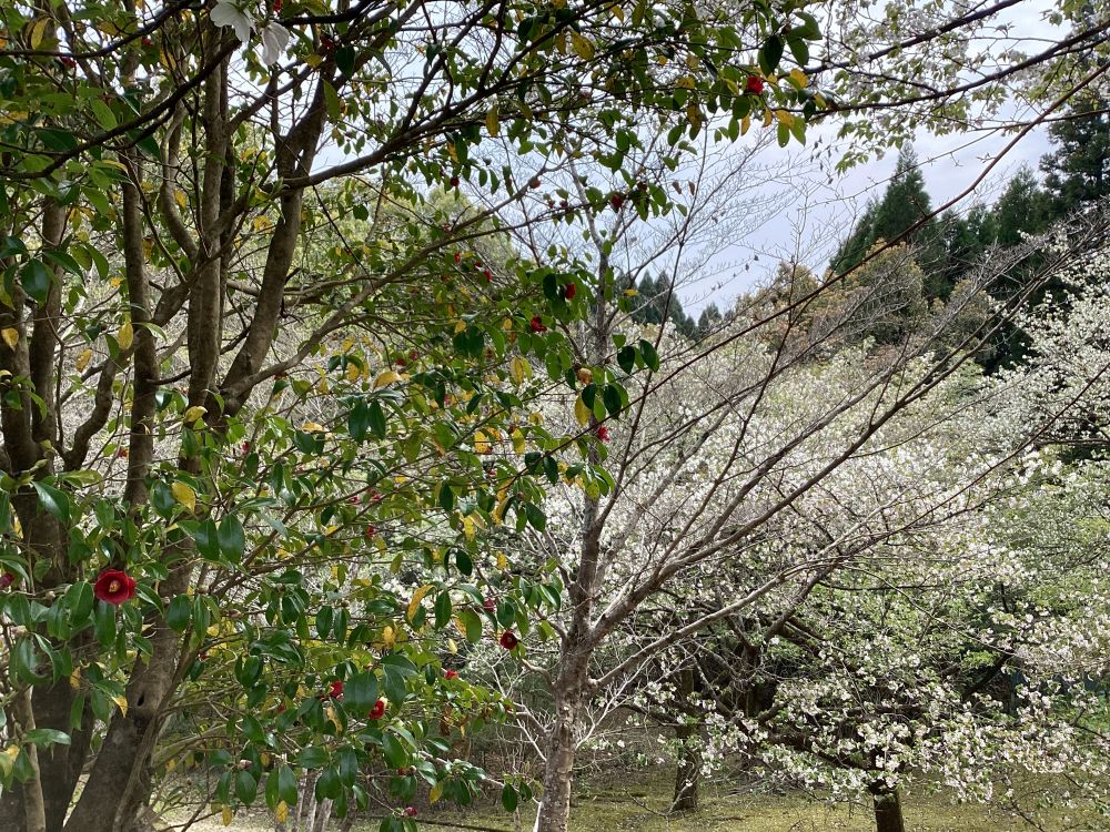 霧島山中にある赤椿と桜。いま、満開です。(3月29日)