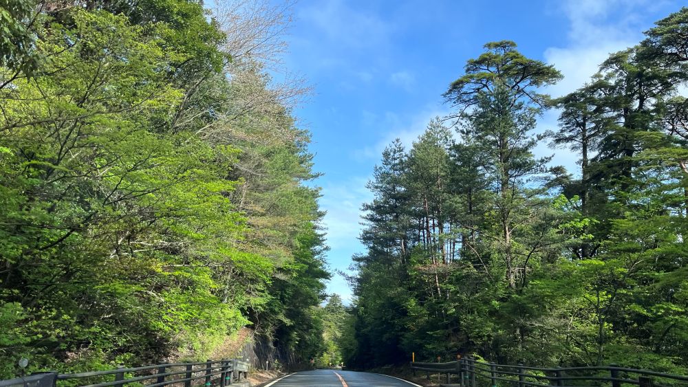 霧島は新緑の季節です（4月25日）