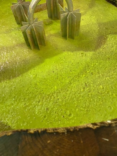 紅まさり　木桶仕込み